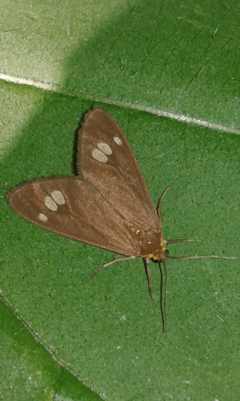 Dysauxes ancilla (Erebidae)? S, Erebidae Arctiinae